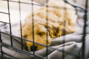 Puppy Sleeping in crate